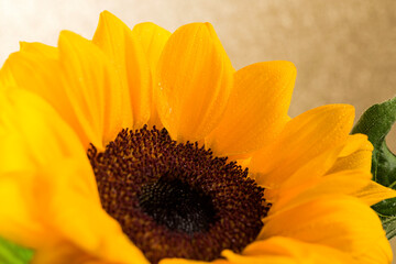 Take a close look at the beautiful sunflowers