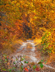 Pathway in the forest at autumn