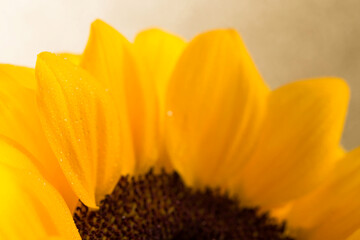 Take a close look at the beautiful sunflowers