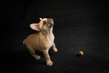 Portrait of a french bulldog puppy on a black background.