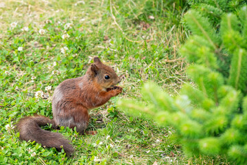 Naklejka na ściany i meble Sciurus vulgaris, european red squirrel sitting on ground eating.