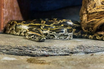 Tiger python, Python molurus closeup snake portrait.