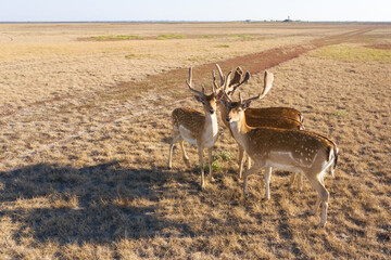 Deer in the wild on Dzharylkgach island