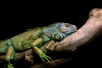 Green iguana, iguana iguana relaxing on a branch isolated on black background.