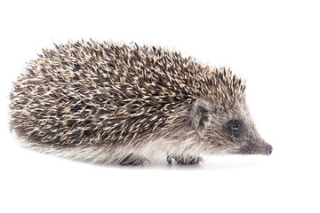 Hedgehog isolate on white background.