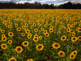 Field of sunflowers at summer day, aerial view