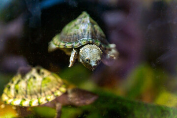 razor-backed musk turtle, Sternotherus carinatus reptile portrait.