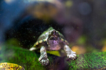 razor-backed musk turtle, Sternotherus carinatus reptile portrait.