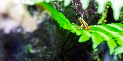 phantasmal poison frog, prostherapis tricolor amphibian photography.