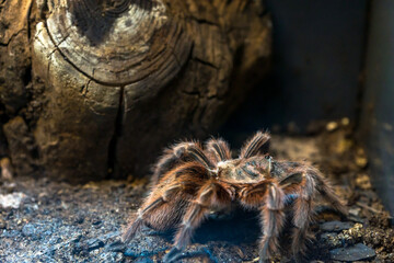 Mexican red knee tarantula, Brachypelma Smithi closeup photo.