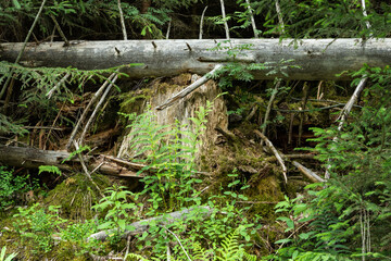 Umgetürzter Baumstamm im Wald