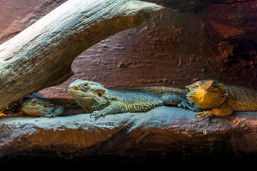 Bearded dragons, Pogona reptile portrait.