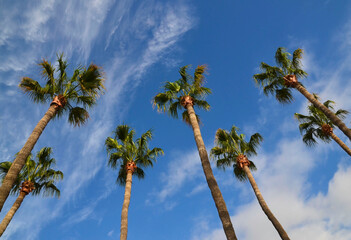 Obraz premium Palm trees on a blue cloudy sky background on a tropical beach.Vacation or travel concept with space for text.