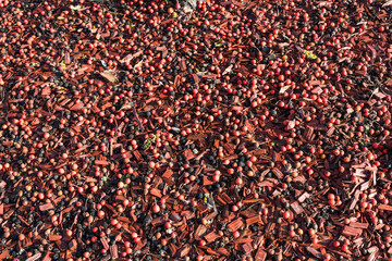 Apfelfrüchte der Eberesche