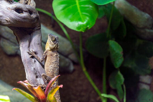 Mountain horned dragon, acanthosaura capra climbing on a branch in natural habitat.