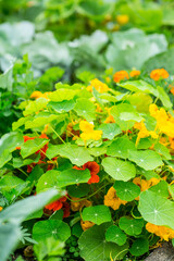 Obraz na płótnie Canvas Tropaeolum majus - garden nasturtium or Indian cress in garden. Edible plant used for salads.