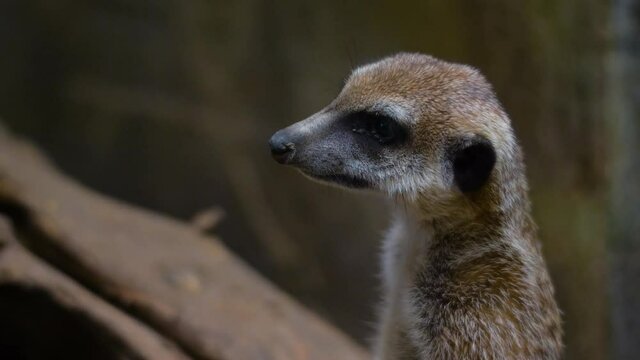 Cute meerkat is standing on a tree, fearfully looking around