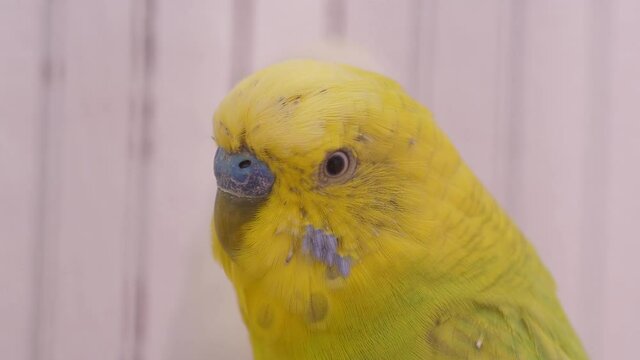 happy yellow parakeets slow motion