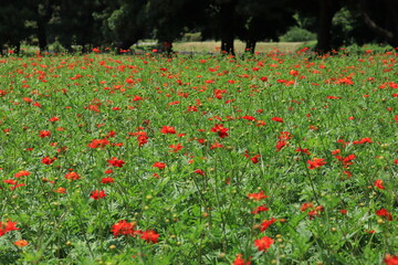 Cosmos field of various colors in Hamarikyu Garden ,japan,tokyo