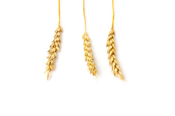 Spikelets of golden wheat,  isolated on white background