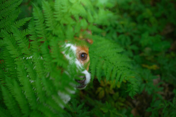 dog in the fern. Jack russell terrier hiding behind the leaves