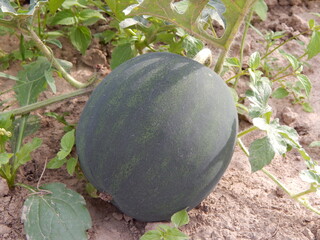 watermelon on the field