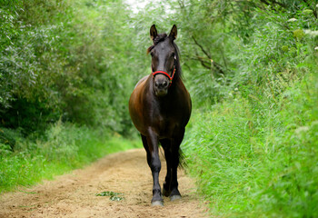 One bay horse with the red halter on the path in the forest.