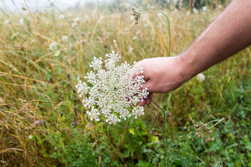 Wild Carrot blooming on summer meadow