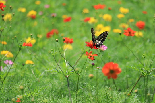 Cosmos field of various colors in Hamarikyu Garden ,japan,tokyo