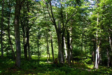 Forest view and landscape in Svaneti, Georgia