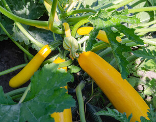 Yellow zucchini grow on a bush on the ground