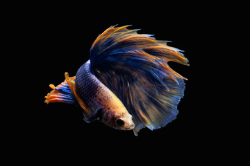 Beautiful betta fish or fighting fish moving moment of colourful half moon tail isolated on black background
