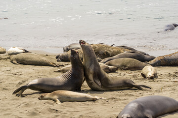 California on the way to Carmel, sealion colony