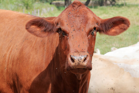 Fliegenbefall einer Kuh auf der Weide