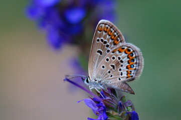 butterfly on a flower