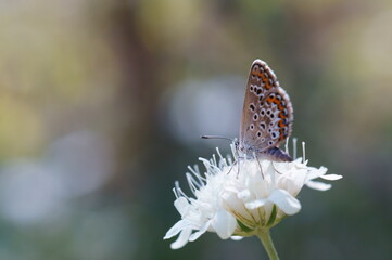 butterfly on flower
