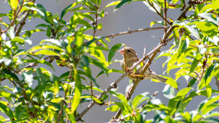 Un oiseau dans un arbre