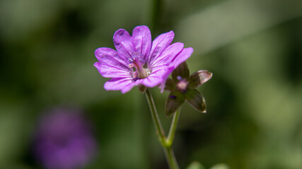 Fototapeta premium Une fleur en gros plan