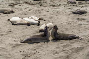 Fototapeta premium California on the way to Carmel, sealion colony