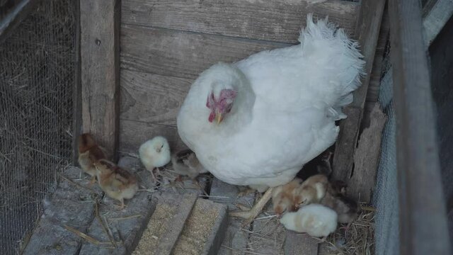 Mother hen chicken taking care of chiks. Cute mam and nice yellow chiks in nest