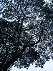 tree in the dark