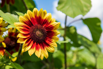 A ring of fire sunflower shown up close with it's vivid yellow and red petals with a chocolate colored center. 