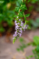 the stem of a blossoming mint