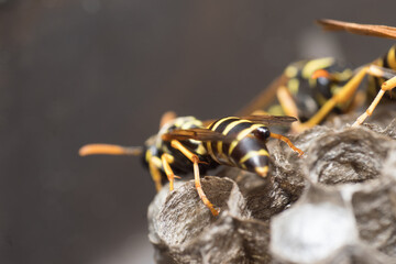 The wasp is building a nest