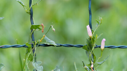 De l'herbe sur un grillage