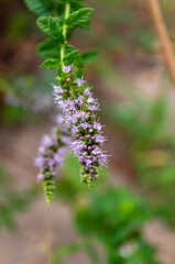 the stem of a blossoming mint