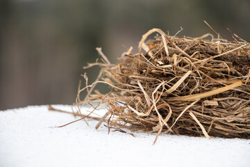 Fallen Bird's Nest
