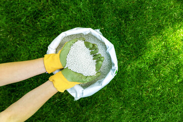 feeding lawn with granular fertilizer for perfect green grass - obrazy, fototapety, plakaty