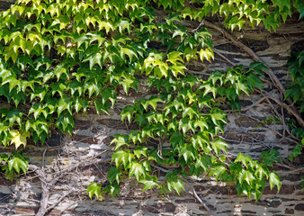 A wall overgrown with ivy on a sunny day