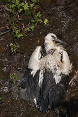 The corpse of a dead stork lies on the ground.